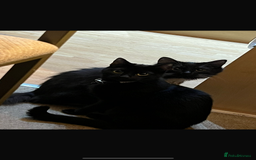 Mixed Breed cats for sale: 2 rescue cats - need a loving home  - Image 1