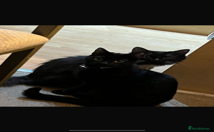 Mixed Breed cats - Advert 1