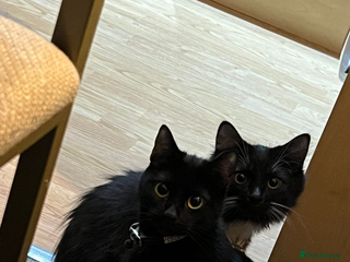 Mixed Breed cats - Advert 13