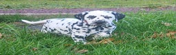 Dalmatian dogs for sale: Top quality Dalmatian puppies - Advert 15