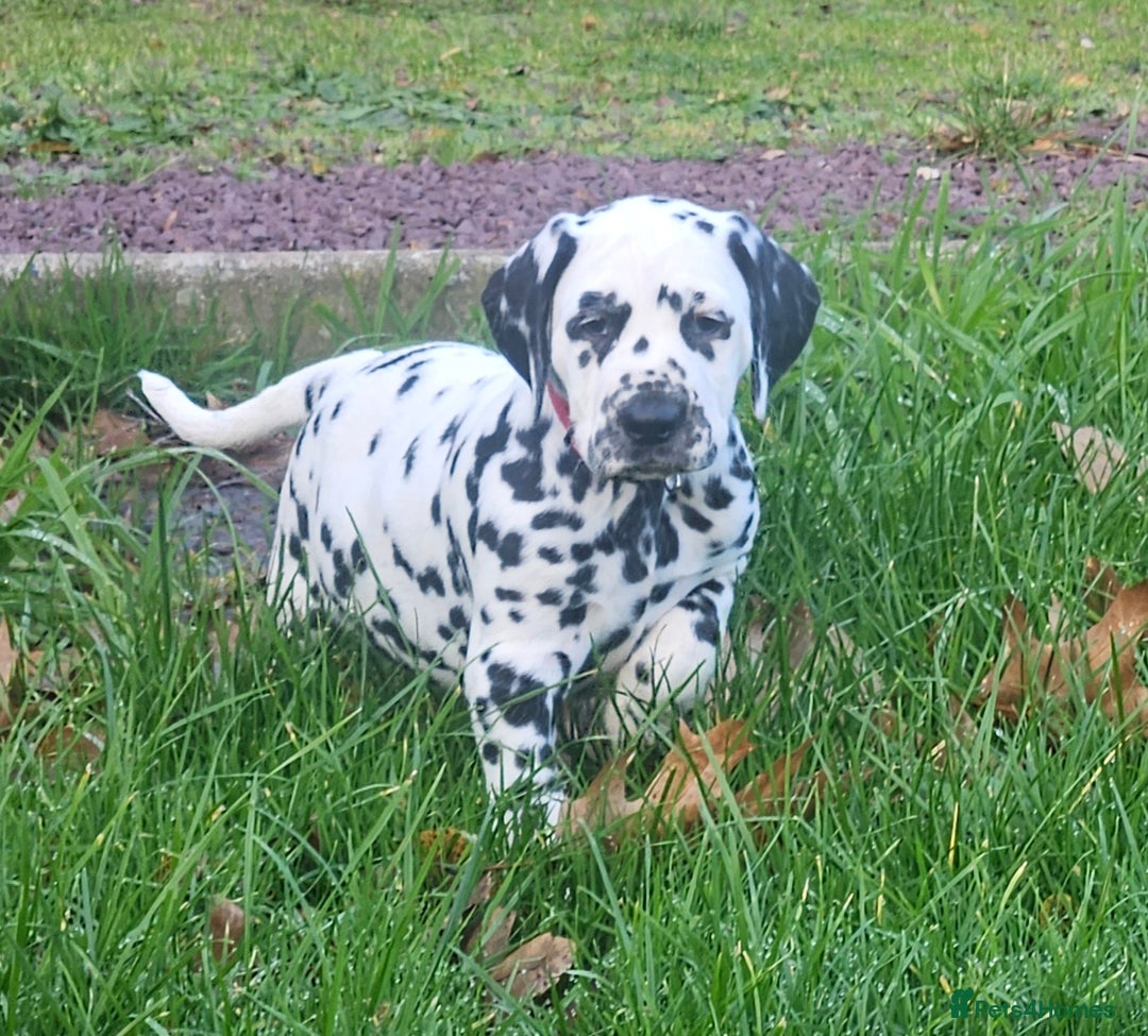Dalmatian dogs for sale: Top quality Dalmatian puppies - Advert 15
