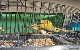 Canaries birds for sale: Irish fancy canary  - Image 3