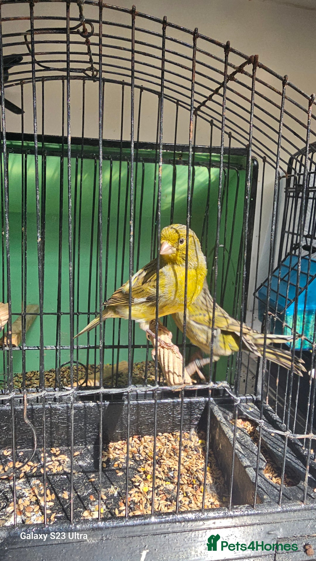 Canaries birds for sale: Irish fancy canary  - Image 3