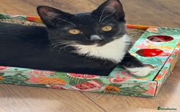 Domestic Shorthair cats for sale: LAST KITTEN! 1 playful tuxedo kitten left  - Image 6