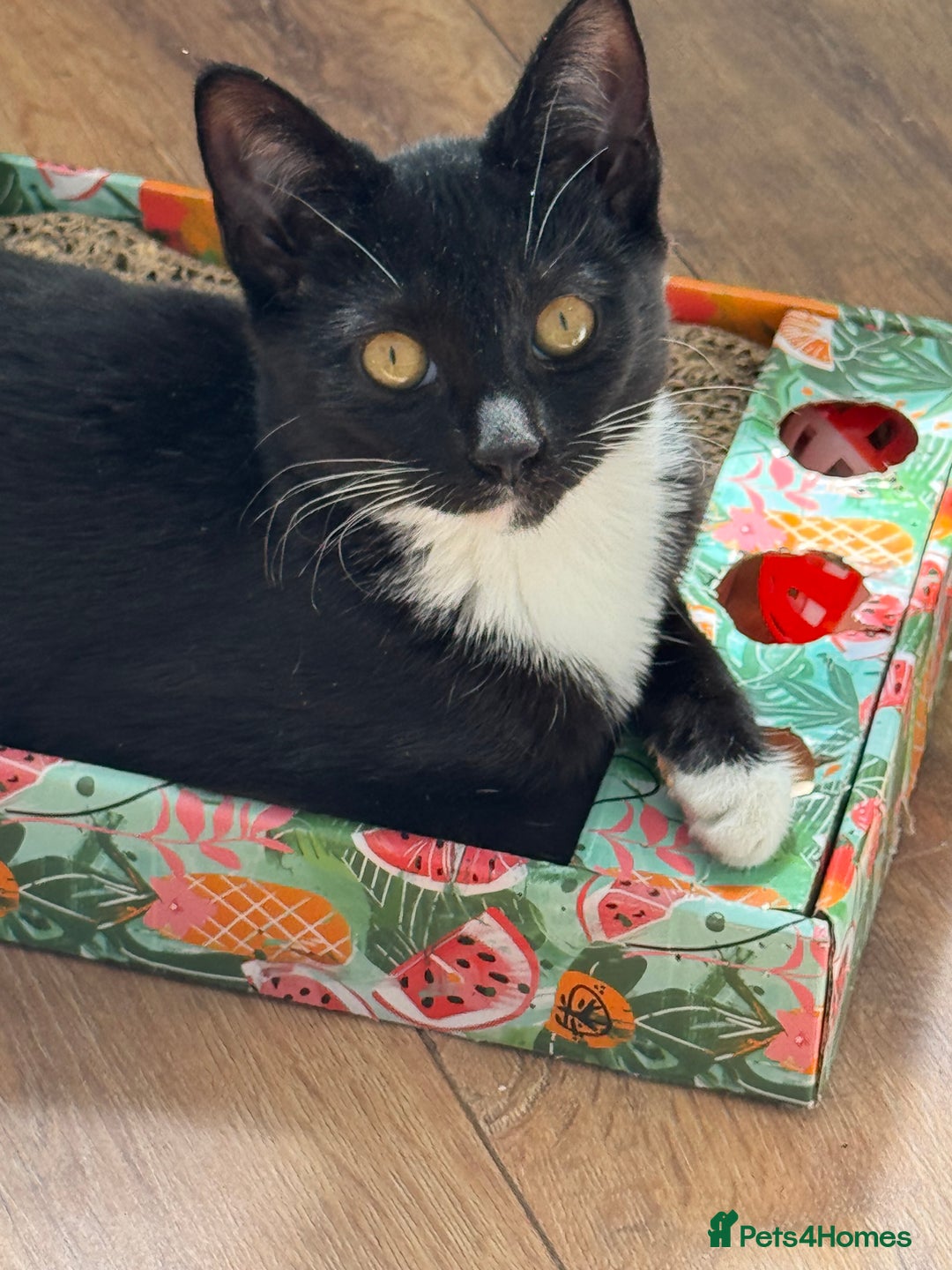Domestic Shorthair cats for sale: LAST KITTEN! 1 playful tuxedo kitten left  - Image 6