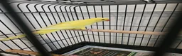 Ringnecks birds for sale: yellow ringneck lutino 3 months old  - Advert 2