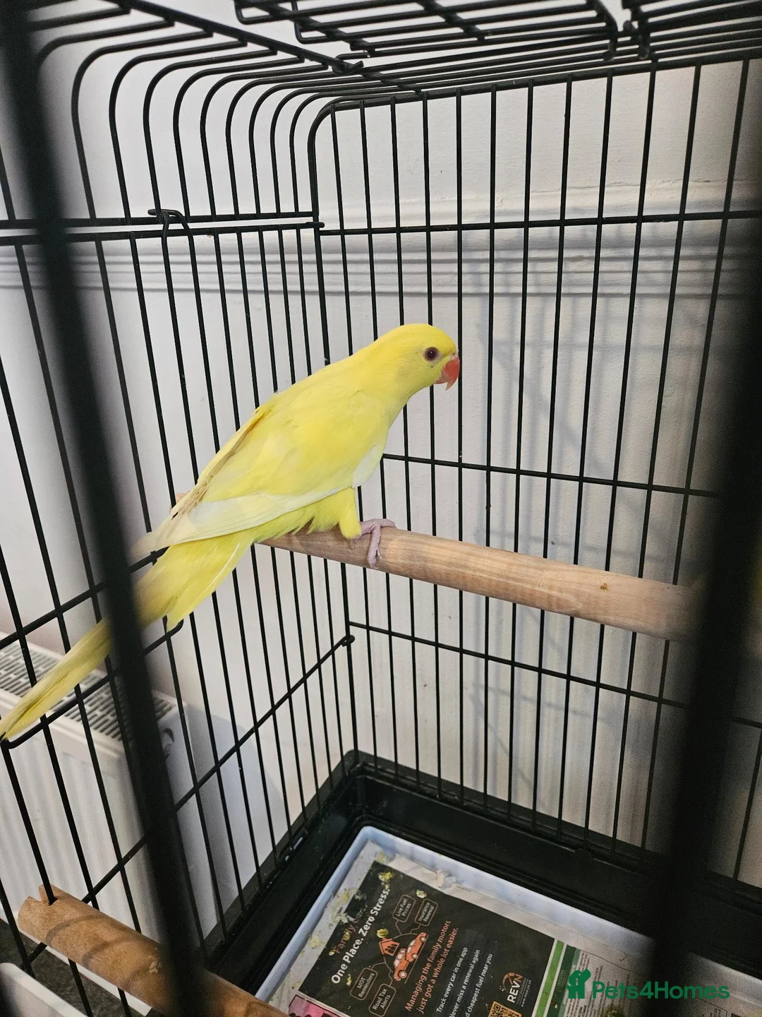 Ringnecks birds for sale: yellow ringneck lutino 3 months old  - Advert 2