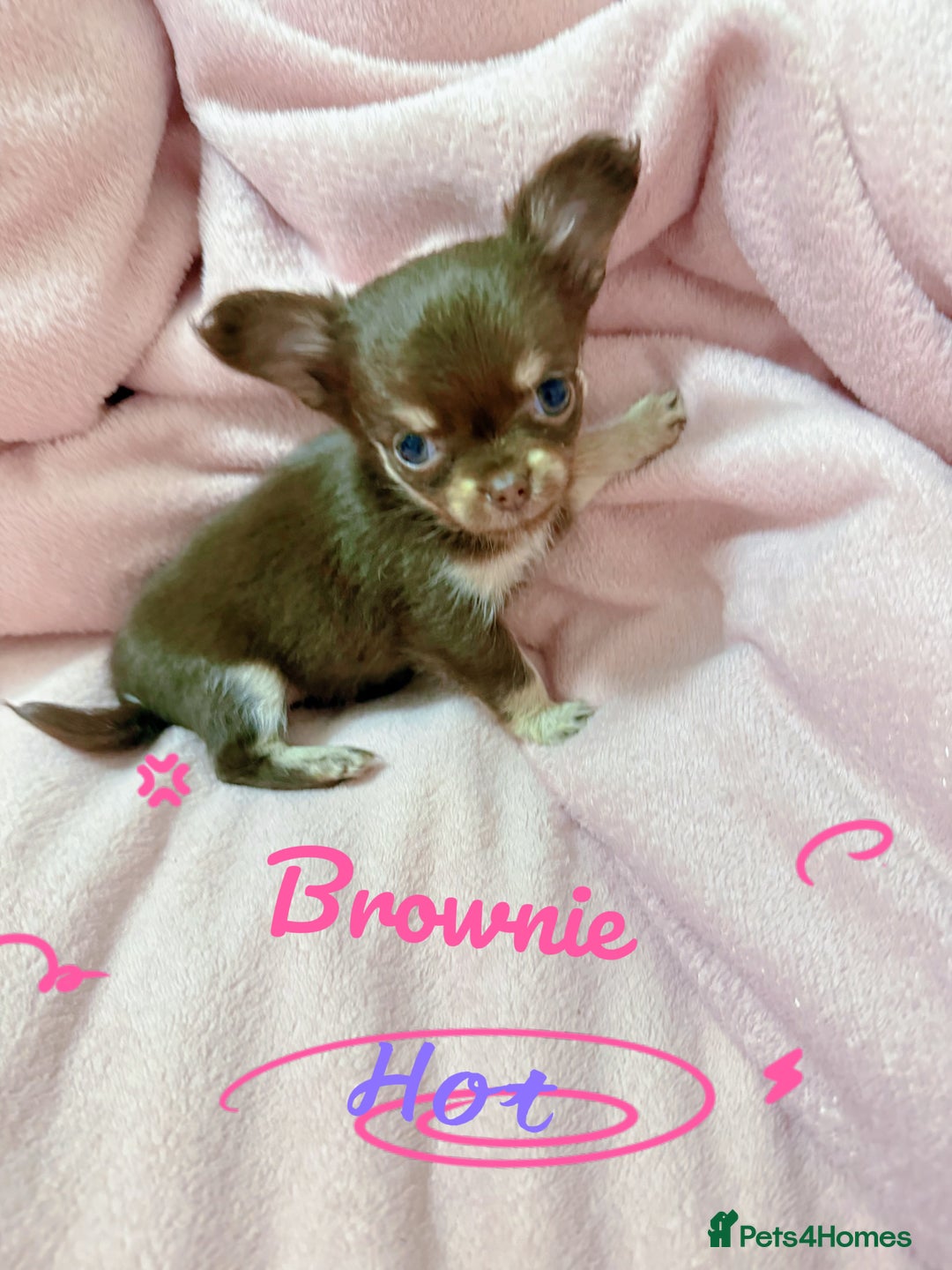 Chihuahua dogs for sale: 🔥 Adorable long-haired Chihuahua puppies for sale - Image 15