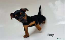 Jack Russell dogs for sale: Jack Russell Puppies for sale  - Image 1