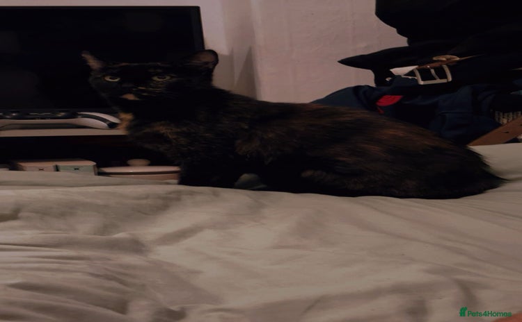 British Shorthair cats for sale - Advert 1