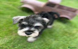 Miniature Schnauzer dogs for sale: Just 2 boys and girls available raised with love - Image 38