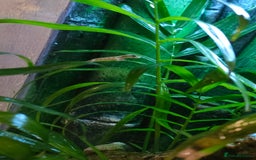 Gecko reptiles for sale: Baby mourning geckos for sale  - Image 6
