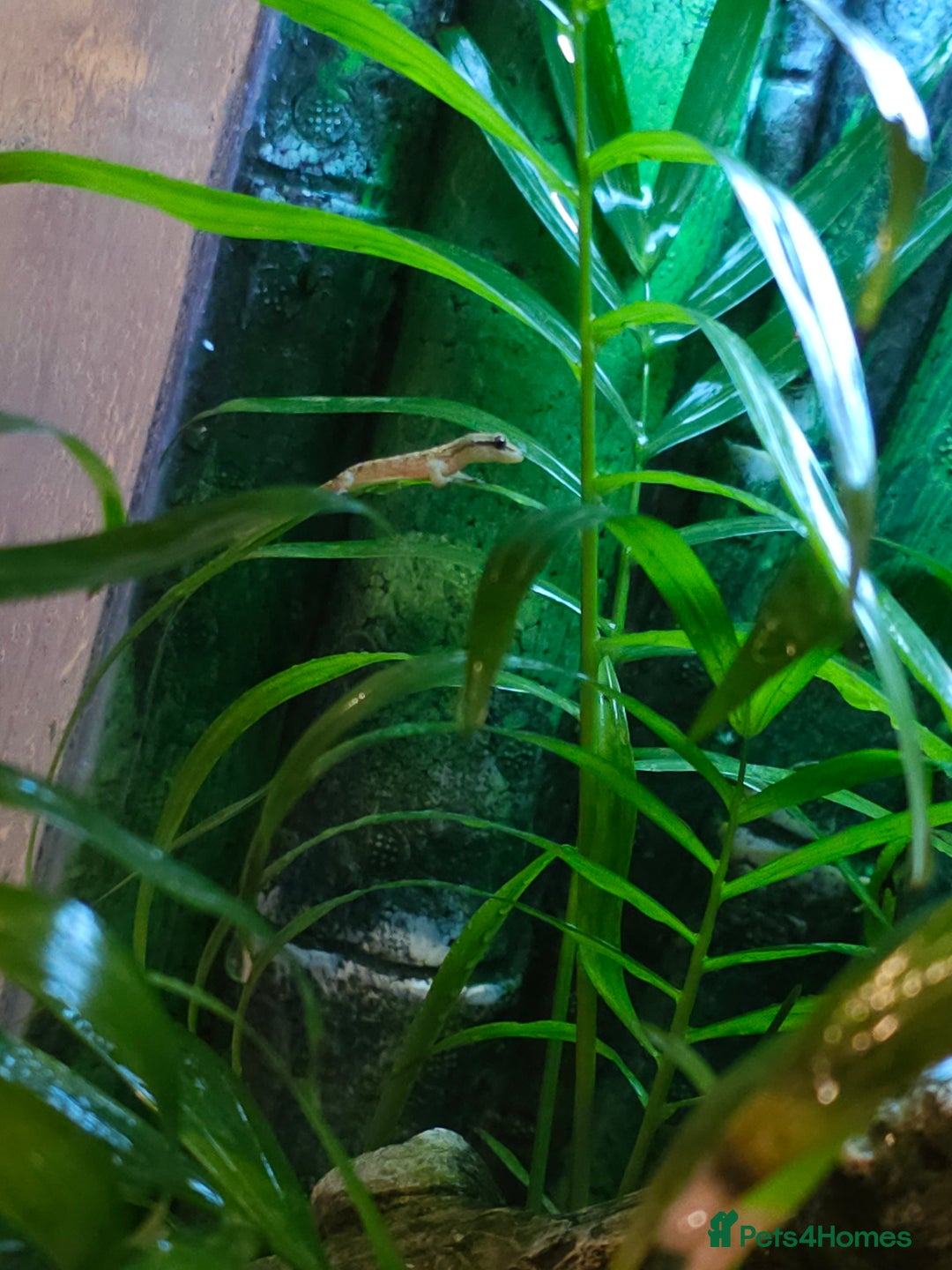 Gecko reptiles for sale: Baby mourning geckos for sale  - Image 6