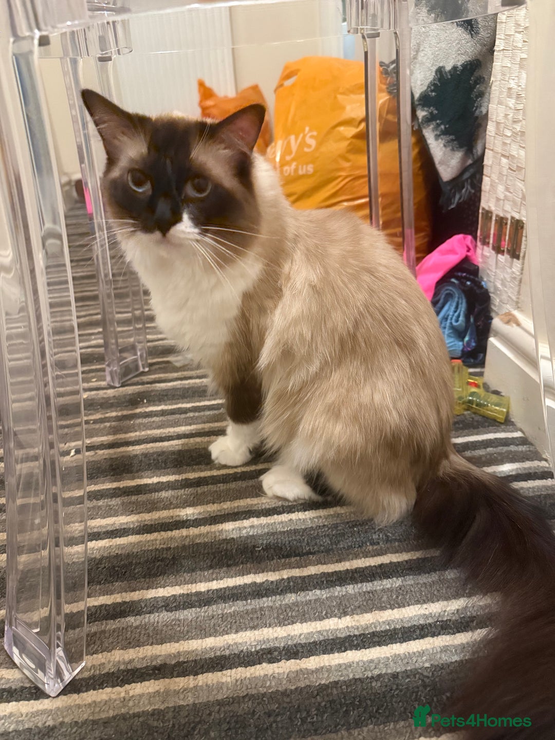 Ragdoll cats for sale: 1x Female 1 x Male Ragdoll cats aged 20 months - Image 7