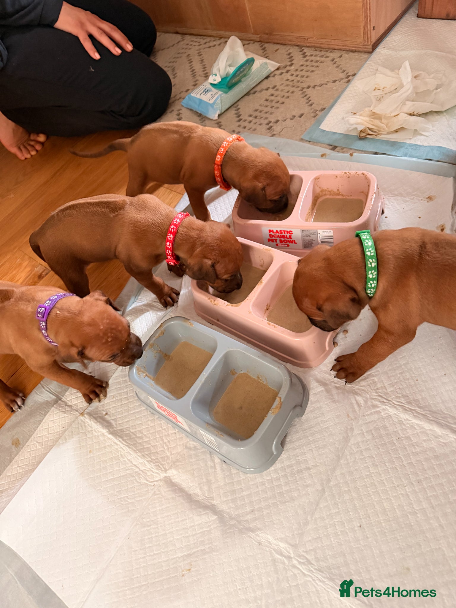 Rhodesian Ridgeback dogs Rhodesian Ridgeback Puppies For Sale - Advert 1