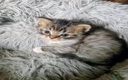 Mixed Breed cats for sale: Grey Tabbies - Image 7