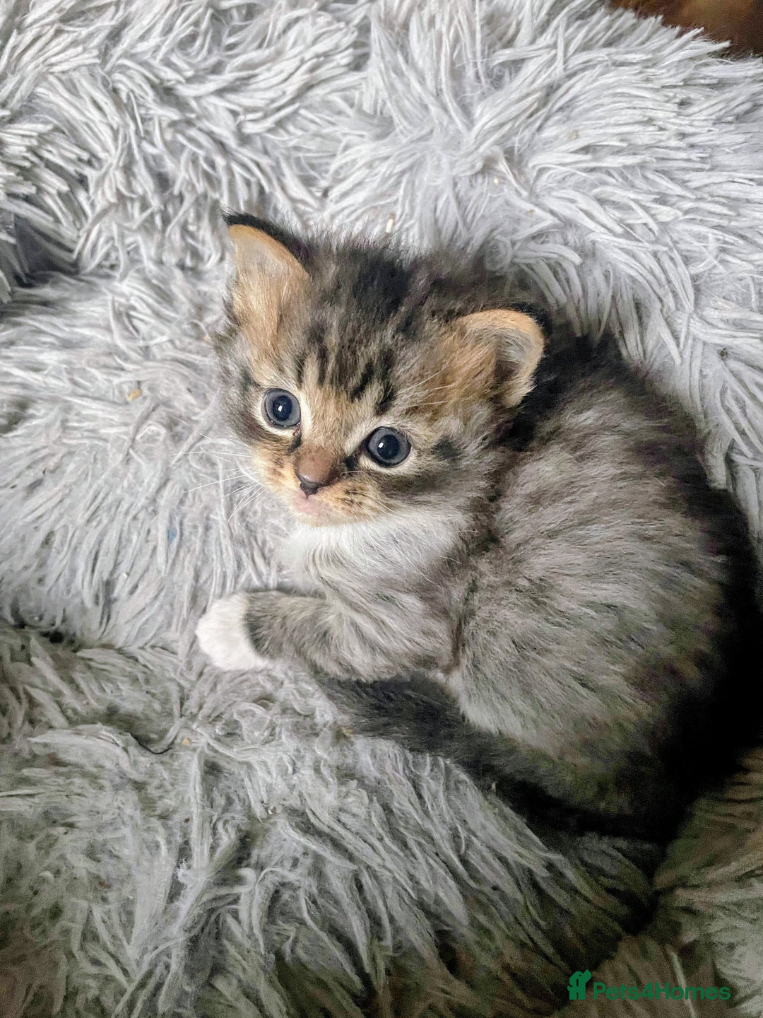 Mixed Breed cats for sale: Grey Tabbies - Image 7