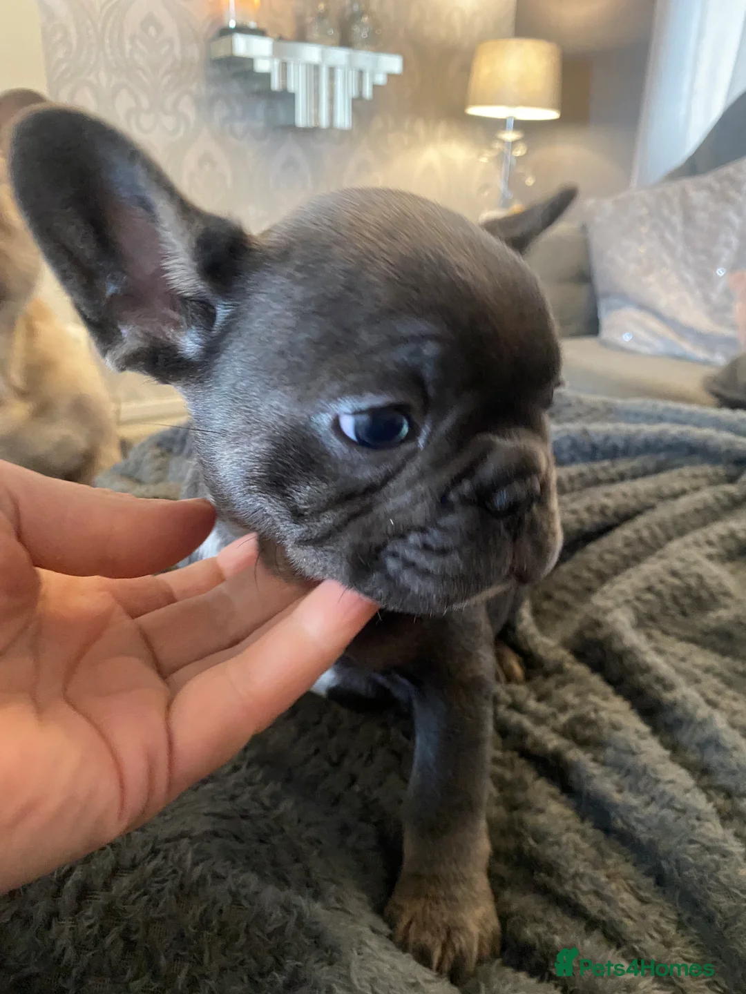 French Bulldog dogs for sale: Stunning chunky French bulldog pups  - Advert 3