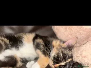 Mixed Breed cats 3 gorgeous male kittens for sale - Advert 1