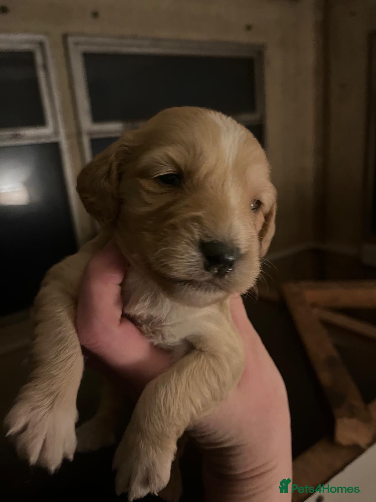 Cockapoo dogs Beautiful cockapoo pups READY NOW - Advert 1