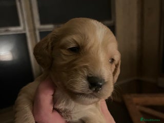 Cockapoo dogs Beautiful cockapoo pups READY NOW - Advert 1