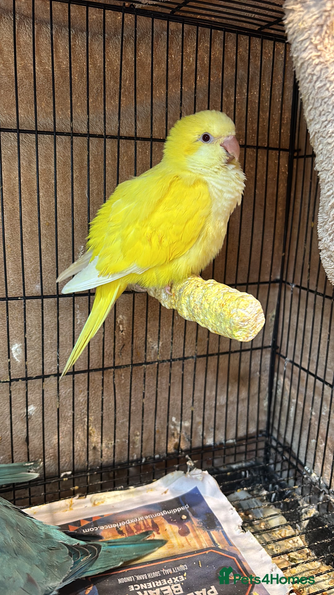 Parrots birds for sale: Hand reared baby quaker - Image 6