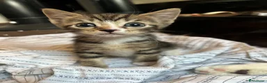 Tabby with white paws 