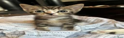 Mixed Breed cats for sale: 6 lovely kittens for adoption  - Advert 2