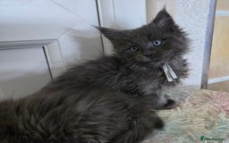 Maine Coon cats for sale: Stunning GCCF Maine Coon kittens  - Image 31