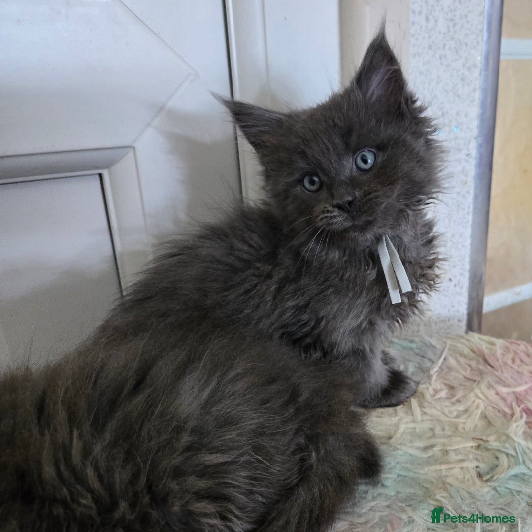 Maine Coon cats for sale: Stunning GCCF Maine Coon kittens  - Image 31