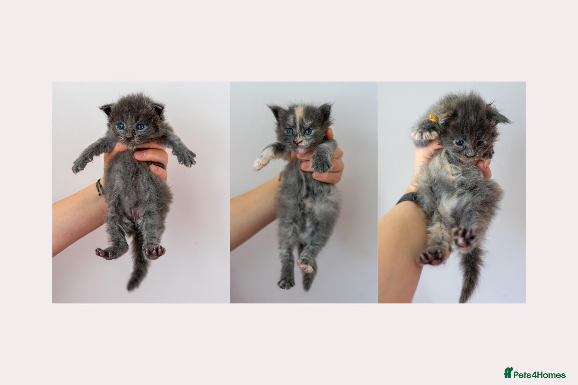 Maine Coon cats Tica Stunning Maine Coon Kittens XL Bloodlines - Advert 1