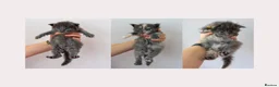 Maine Coon cats for sale: Tica Stunning Maine Coon Kittens XL Bloodlines - Advert 1