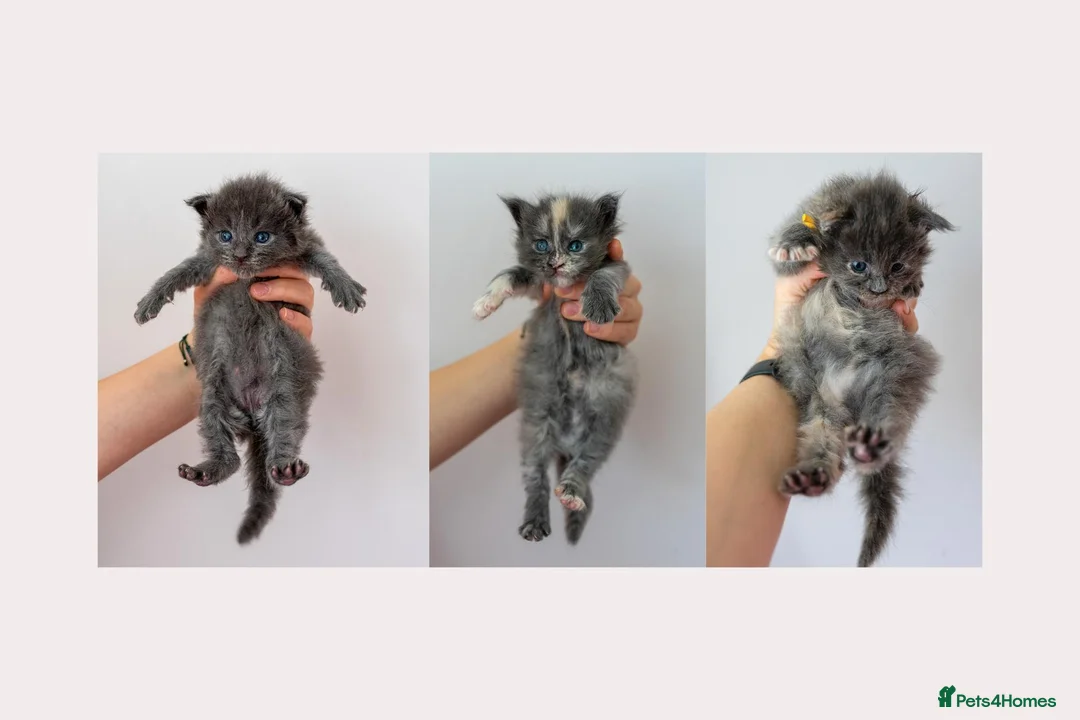 Maine Coon cats for sale: Tica Stunning Maine Coon Kittens XL Bloodlines - Advert 1