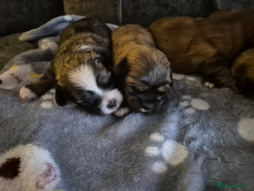 Malshi dogs for sale: 5 beautiful puppies  - Advert 7