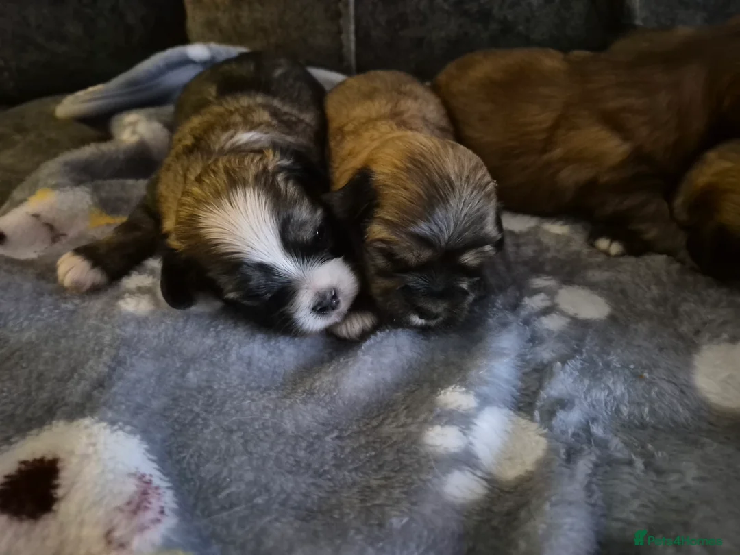 Malshi dogs for sale: 5 beautiful puppies, all been reserved now  - Advert 18