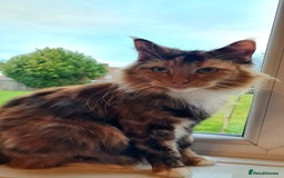 Maine Coon cats for sale: 🐱 MAINE COON KITTENS 🐱 - Image 8