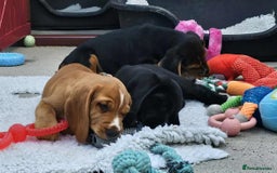 Bocker dogs for sale: Beautiful Bocker Boys - Ready Now - Image 13