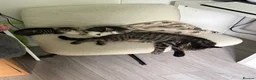 Mixed Breed cats for sale: Male Kittens needing new homes  in Swansea - Advert 4