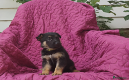 German Shepherd dogs for sale: Kc reg, health test parents german shepherds pups - Image 6