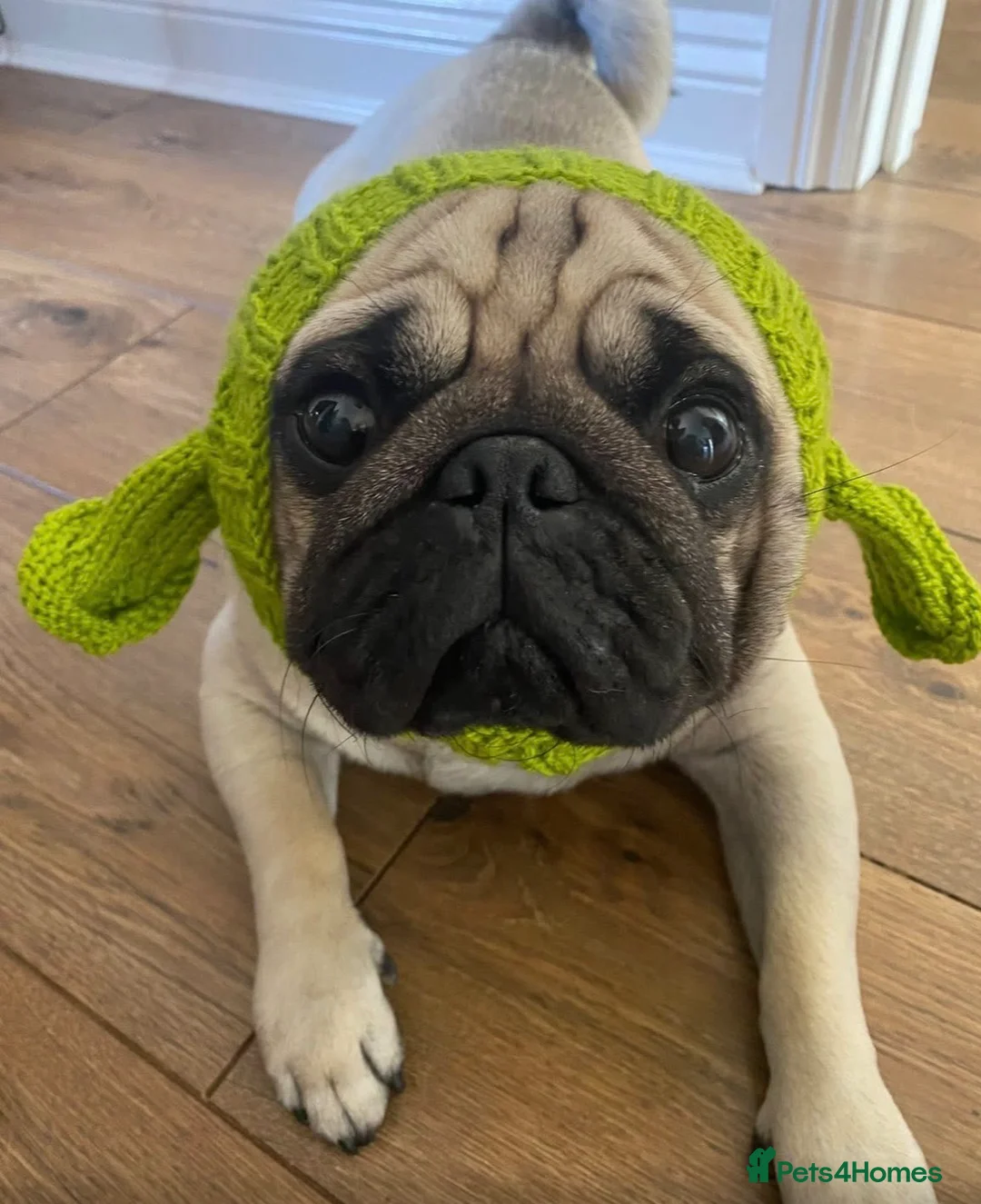 Pug dogs for stud: Pug Stud  in Walsall - Advert 7