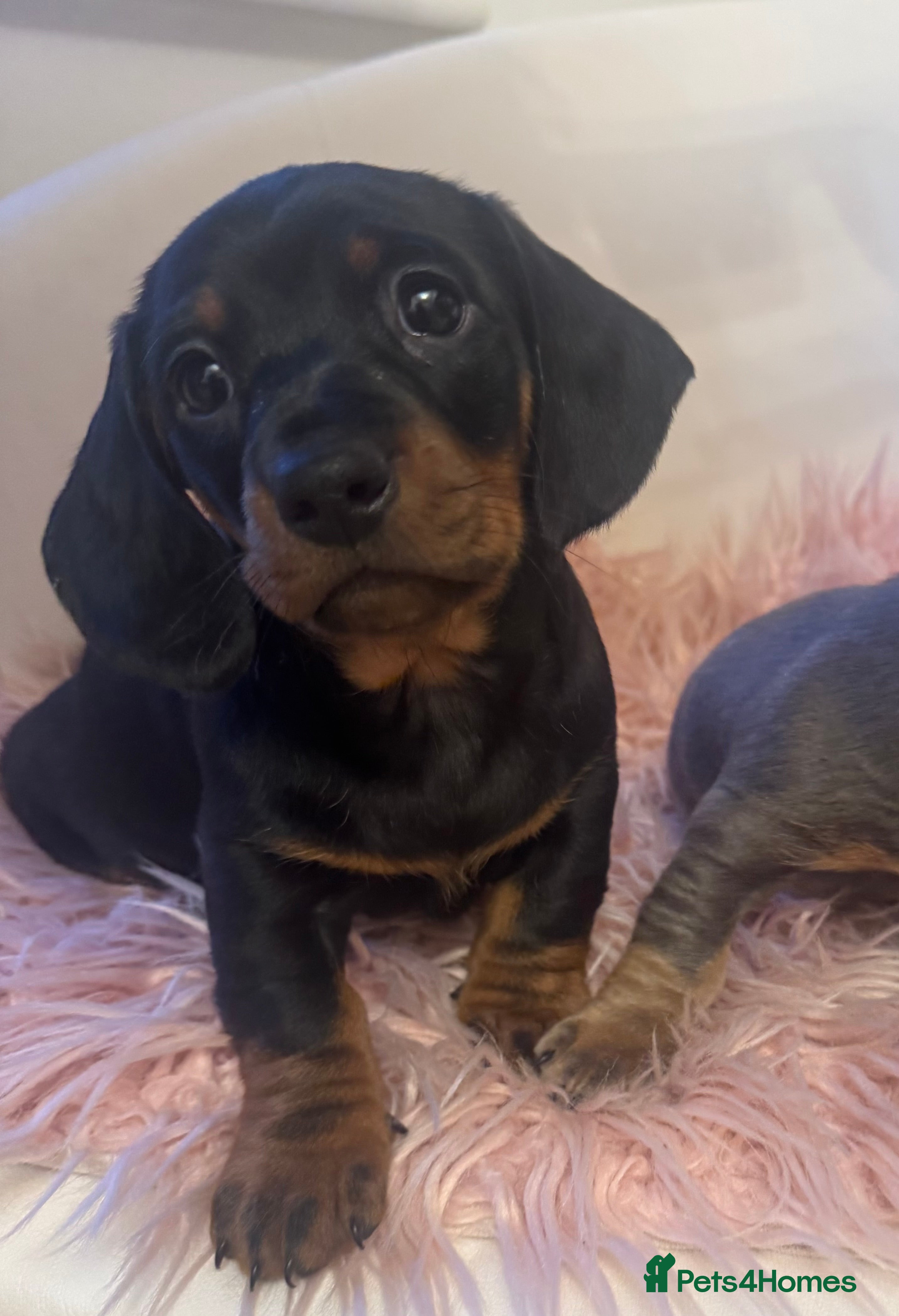 Dachshund dogs Dachshund puppies for sale  - Advert 12