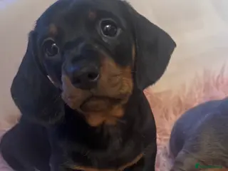 Dachshund dogs Dachshund puppies for sale - Advert 12