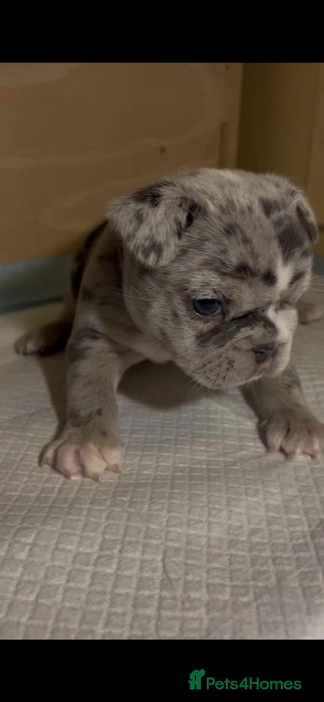 French Bulldog dogs for sale: Blue/Tan Merle & Blue/Tan French bulldog pups - Advert 1
