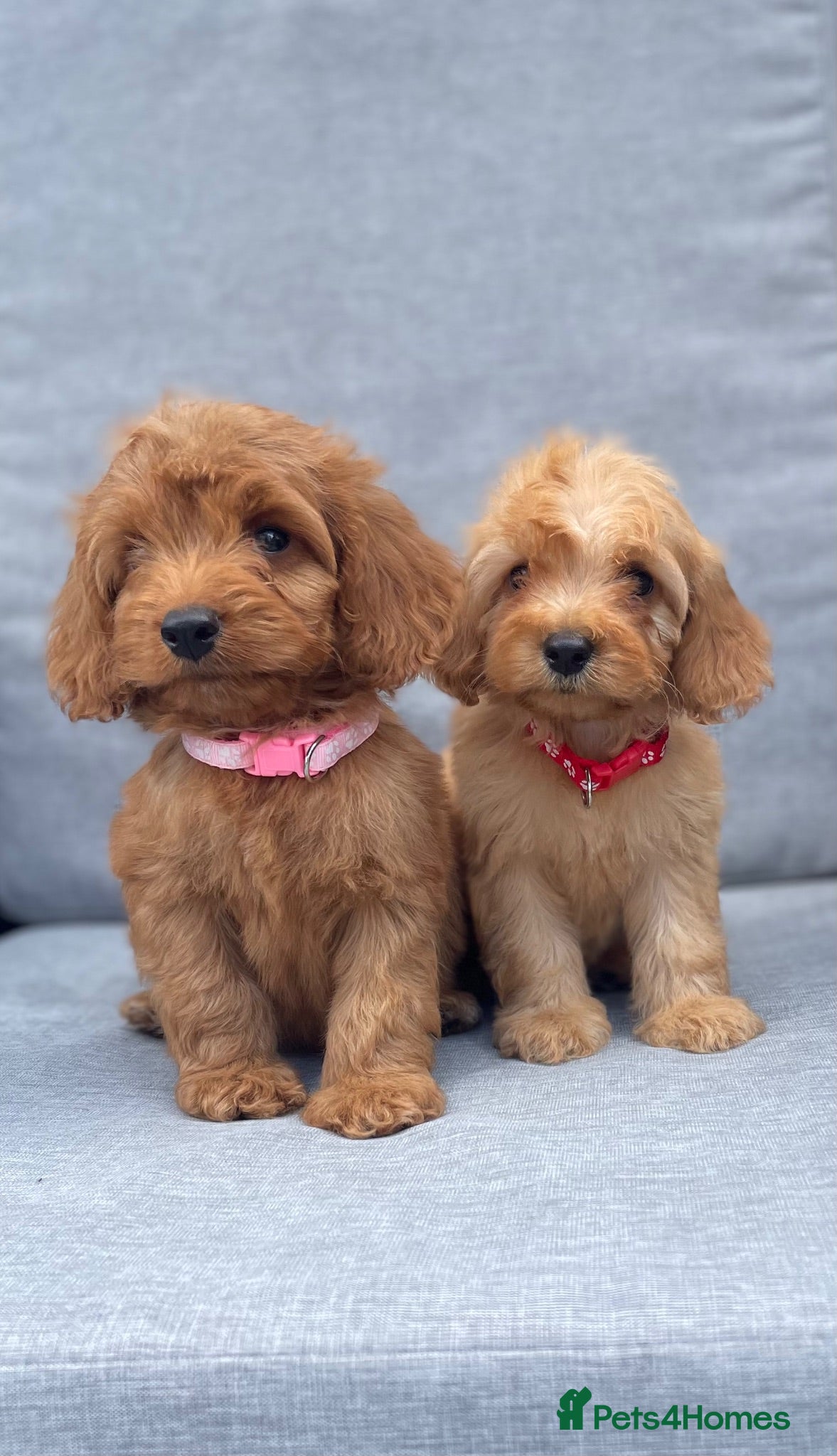 Cockapoo dogs Beautiful F1 cockapoos  - Advert 1