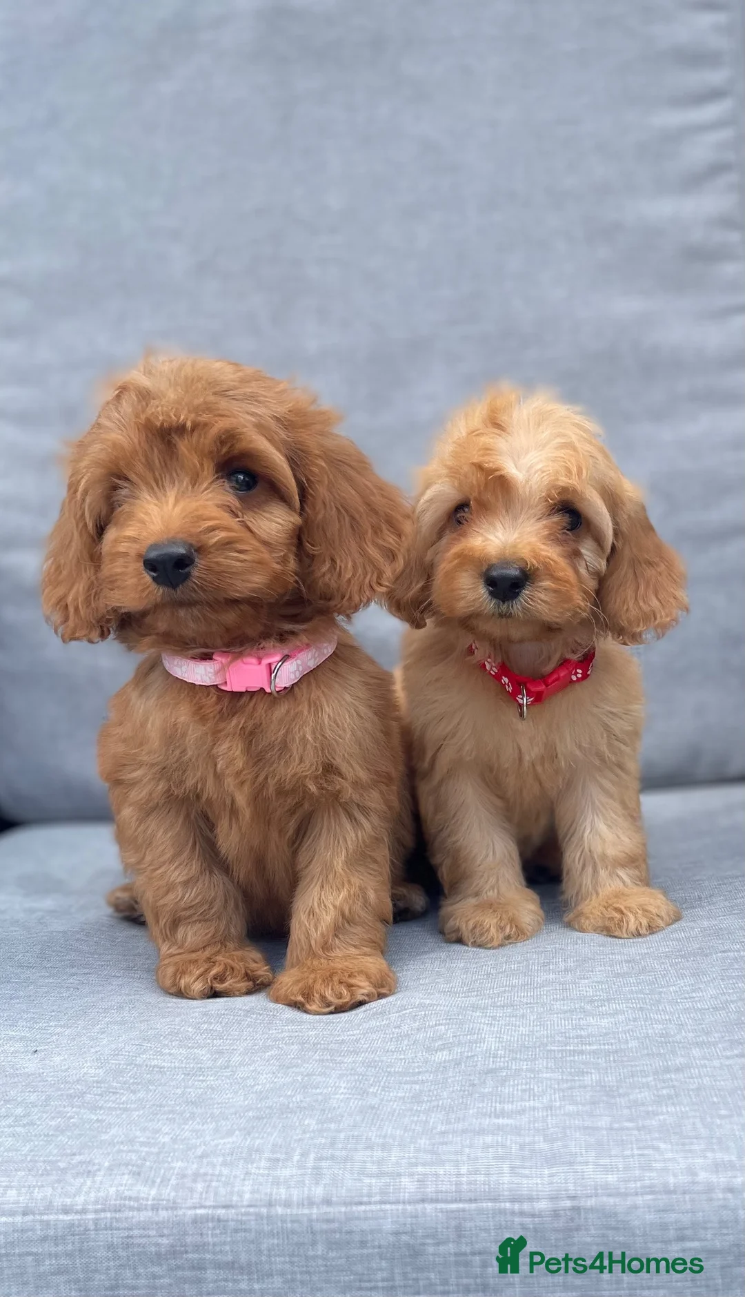 Cockapoo dogs for sale: Beautiful F1 cockapoos  - Advert 1