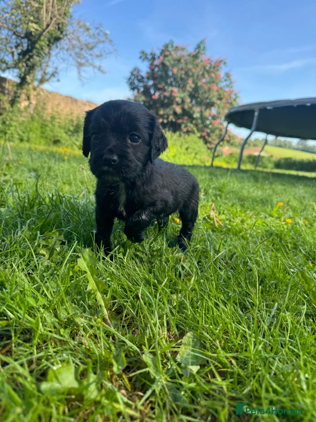 Cocker Spaniel dogs for sale: Cocker spaniel puppies in Ross-on-Wye - Advert 2