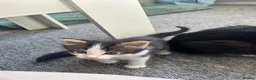 Mixed Breed cats for sale: 5 beautiful black tie/ ragdoll kittens for sale  - Advert 12