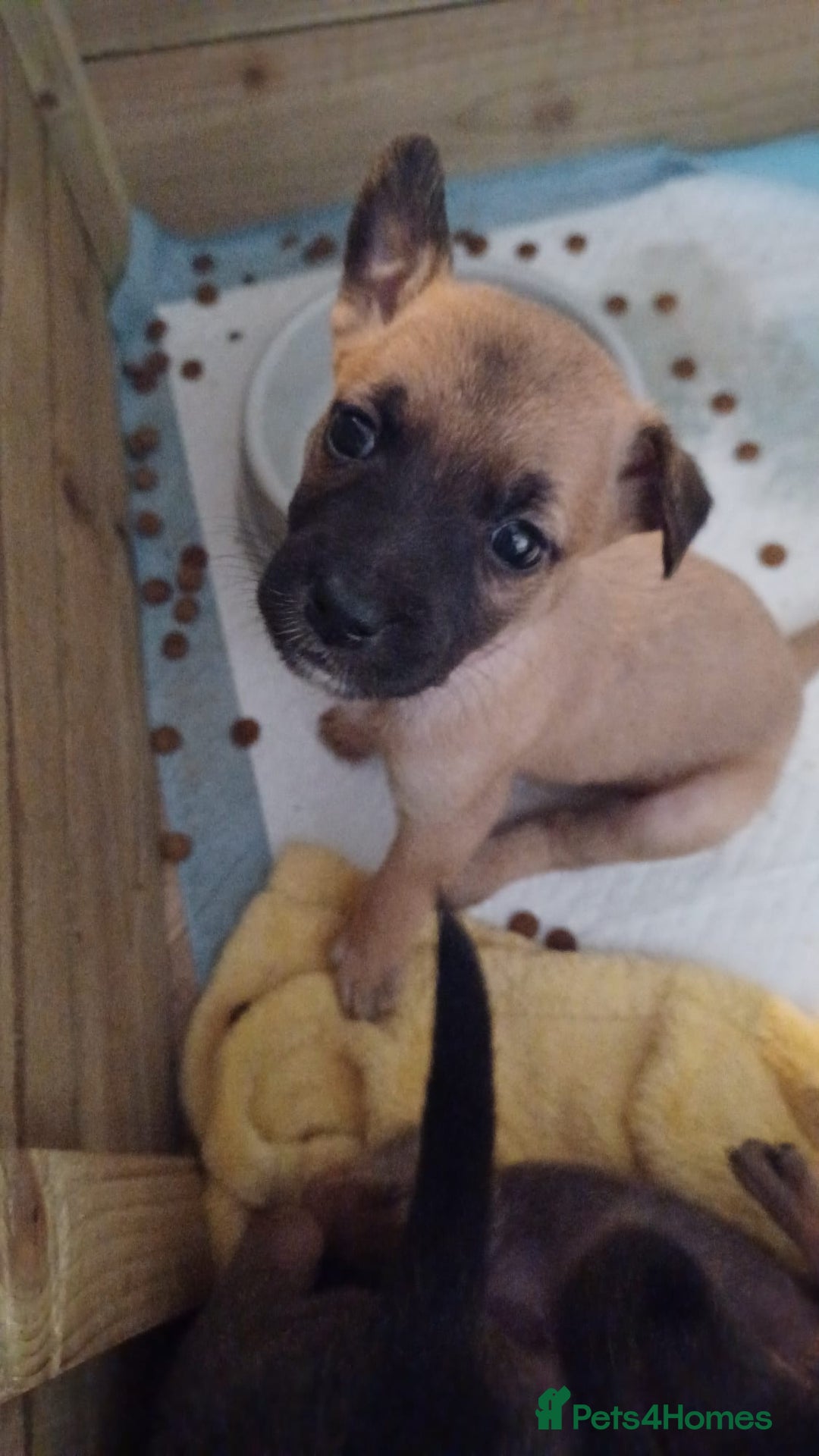 Mixed Breed dogs for sale: 1 female puppy left - Image 2