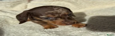 Miniature Dachshund Puppy 3