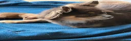 Chihuahua dogs for sale: Beautiful Female Chihuahua Puppy – “Squeak” - Advert 6